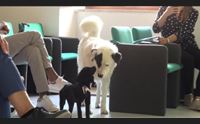 a quartu arriva effetto palla al via la sterilizzazione dei cani