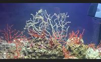 alghero coralli dall acquario in mare primo test di reimpianto