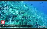 mediterraneo acque troppo calde specie a rischio lo studio internazionale