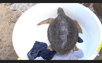 cabras una nuova caretta in liberta rughetta prende il largo