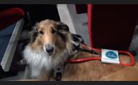 la giornata nazionale del cane guida un frammento di libert