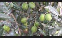 nel medio campidano iniziata la raccolta delle olive produzione in calo