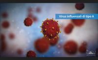 in europa l epidemia di influenza aviaria la pi grande di sempre