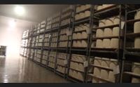 pecorino romano da record ma per le aziende allarme sul ricambio generazionale