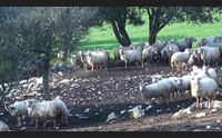 a natale il primo agnello di sardegna igp al mondo a zero emissioni