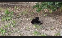 terralba strage di gatti 10 avvelenati in 24 ore caccia ai responsabili