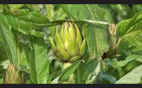 a samassi e villasor la preoccupazioni degli agricoltori per il crollo del prezzo dei carciofi