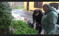 terralba strage di gatti e cani in campo le unit cinofile della forestale