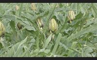 masainas crollo dei prezzi del carciofo stagione compromessa