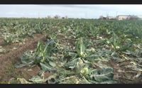 villaspeciosa l assalto delle nutrie campi devastati dai roditori