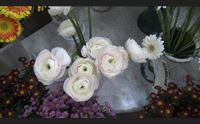 san valentino i fiori di sanremo per la festa degli innamorati