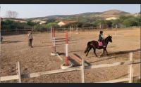 sindia proposta di legge equina