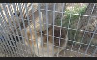 cabras baibau un progetto del comune per la lotta al randagismo