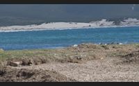 sant anna arresi alghe a porto pino ritardi nella bonifica della spiaggia