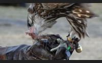cagliari il fascino della falconeria al castello di san michele
