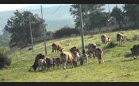 sassari la filiera della carne bovina incontro tra asl regione e allevatori