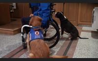 sassari il randagismo da problema a risorsa con i cani medicali