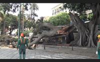 crollo del ficus in via roma edicola distrutta trovata una soluzione