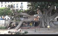 ficus monumentale crolla in via roma abbattuta un edicola tragedia sfiorata