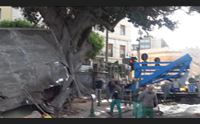 cagliari crollo del ficus i lavori per stabilizzare la pianta centenaria