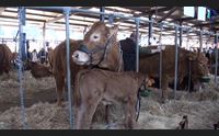 attestato dell unione europea la gallura indenne dalla tubercolosi bovina