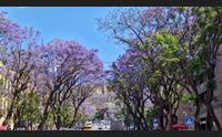 jacarande in fiore a cagliari i viale della citt si tingono di viola