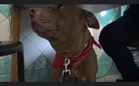 l abbandono degli animali in estate atto crudele e costoso per la societ