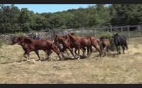 laconi in mostra il cavallo del sarcidano preservarli dall estinzione