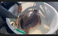 la caretta caretta torna libera grazie agli uomini della guardia di finanza