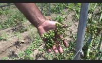 peronospora e grandine a oliena viti e olive k o perso l 80 della produzione