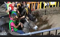 ollolai successo per il palio degli asinelli unisce barbagia e kenia