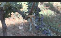 jerzu i danni del caldo alle coltivazioni compromessa la vendemmia