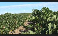 caronte brucia i vigneti vendemmia compromessa nel campidano