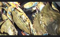 granchio blu i pescatori dell oristanese da problema a risorsa