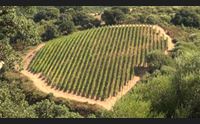 gallura per il vermentino annata di qualit cresce l enoturismo