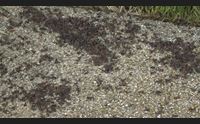 cavallette invasione scongiurata adesso pensiamo alle arature