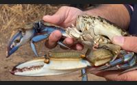 alghero incubo granchio blu nel lago calich pescatori esasperati