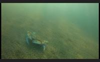 arborea il granchio blu invade s ena arrubia i pescatori cambiano strategia