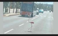 fenicottero al poetto prima blocca il traffico poi va a fare il bagno