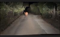 comuni ostaggio di tori e fauna selvatica appello dei sindaci all assessore