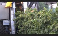 vendemmia produzioni in calo del 30 per cento la qualit resta ottima