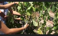 benvenuto vermentino a olbia una settimana di eventi e degustazioni