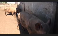 peste suina tre nuovi focolai a dorgali pericoloso importare i capi