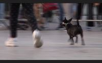 (x tg sera)dolianova sfilata canina contro l abbandono aumentato del 20