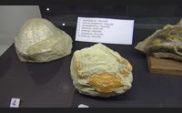 masullas visita ai musei per capire il cambiamento climatico