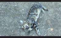 sassari diamoci una zampa giornata di raccolta fondi per le colonie feline