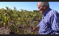 serdiana vendemmia ridotta in arrivo la nuova condotta idrica
