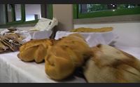 alghero la giornata mondiale del pane le prospettive della filiera