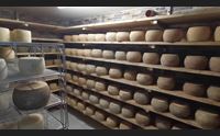 samugheo scommette sull agroalimentare un polo per il mandrolisai