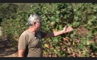 (per domenica) la lunga estate nelle campagne vigneti essicati al sole